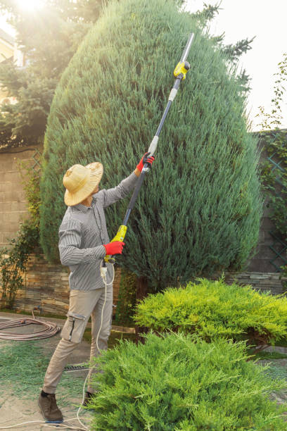 Best Palm Tree Trimming  in Columbus, TX